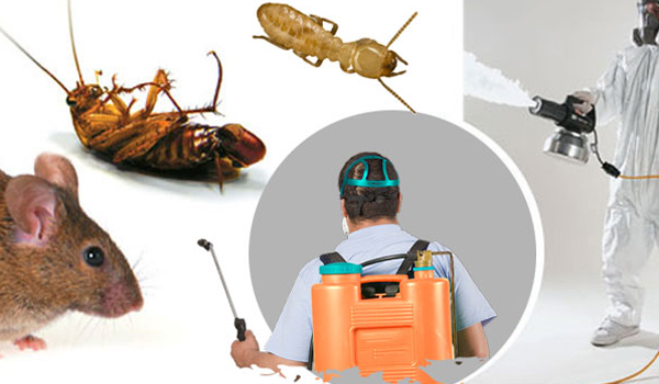 شركات مكافحة الحشرات في ام القيوين 0503001325 – خصم40%  شركة كابتل كلين الامارات