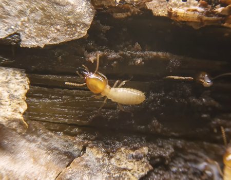 Selective focus of the small termite on decaying timber. The termite on the ground is searching for food to feed the larvae in the cavity.